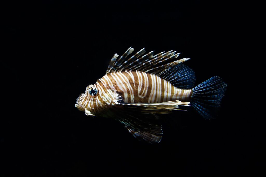 Image of a lionfish