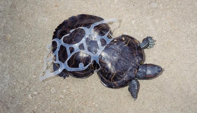 Image of plastic littering and turtles